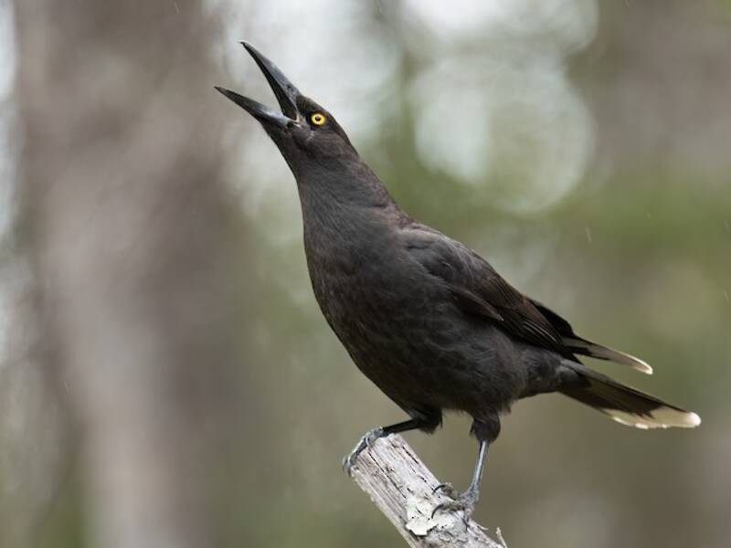 Black Currawong (Strepera fuliginosa)