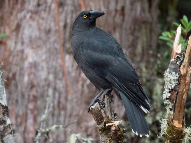 Currawong nero, Foto 2