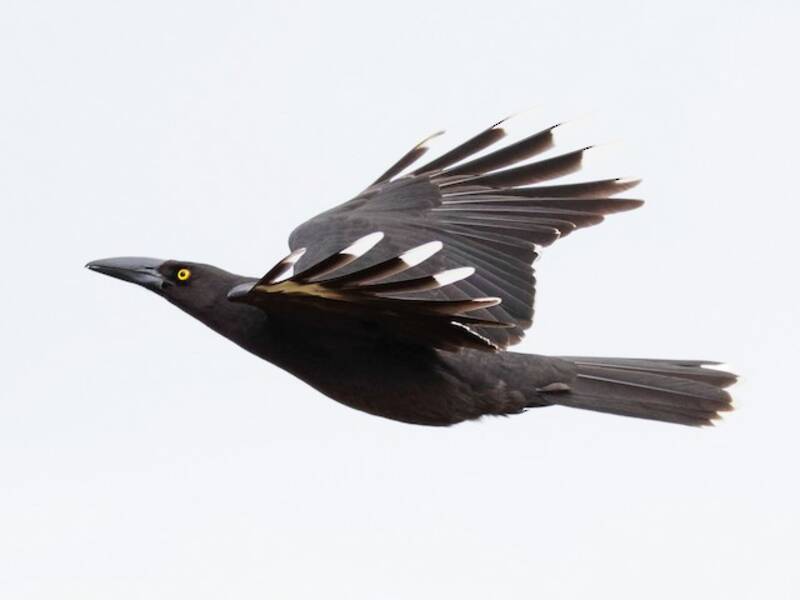 Currawong nero, Foto 4