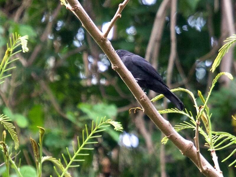 Blackish Cuckooshrike