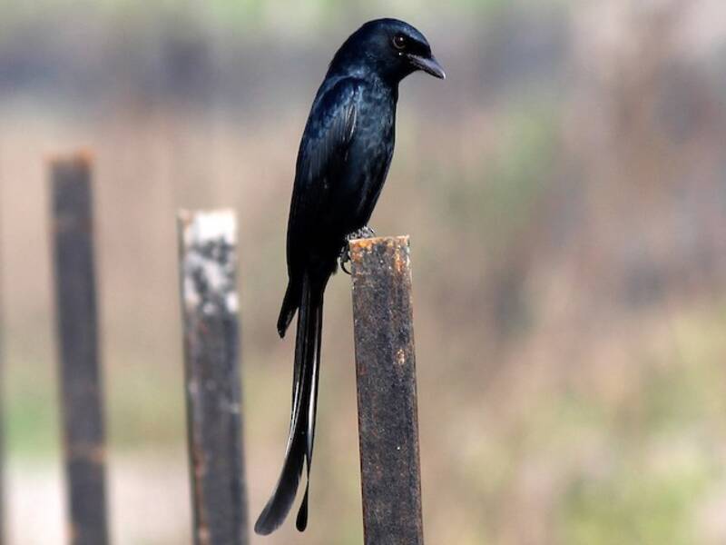 Trauerdrongo, Fotos 3