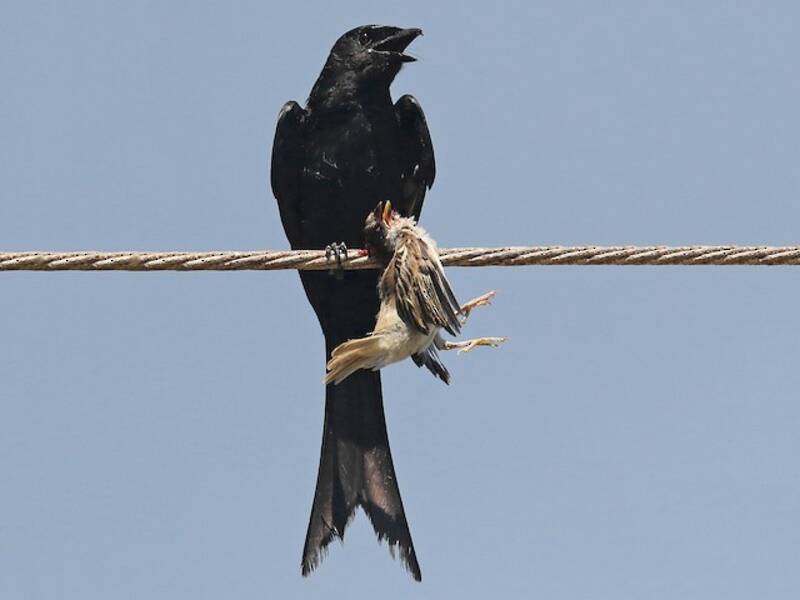 Black Drongo (Dicrurus macrocercus)