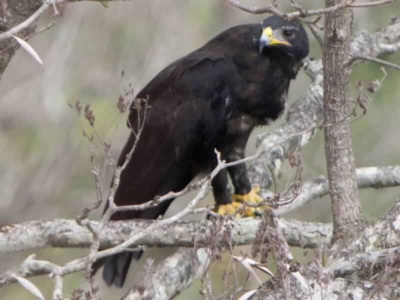 Black Eagle, 照片 4