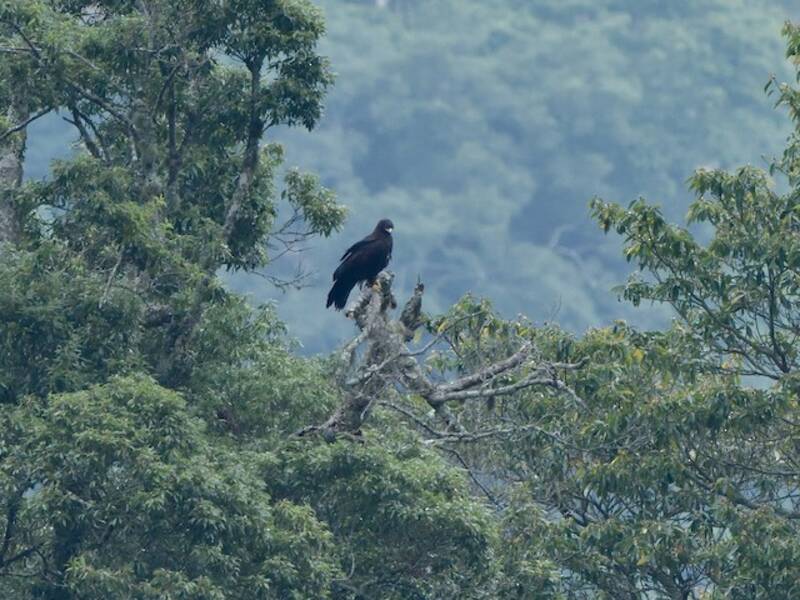 Black Eagle, 照片 2