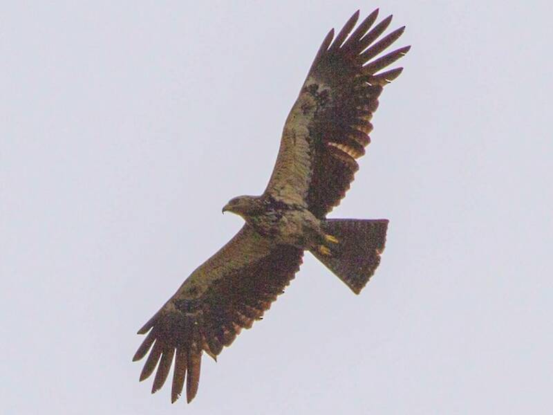 Black Eagle, 照片 3