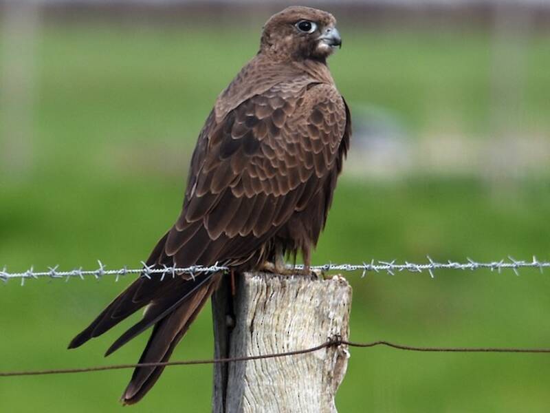 Black Falcon, 照片 3