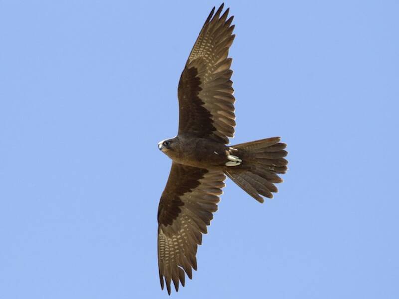 Black Falcon, 照片 4
