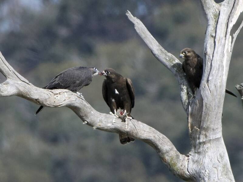 Black Falcon, 照片 2