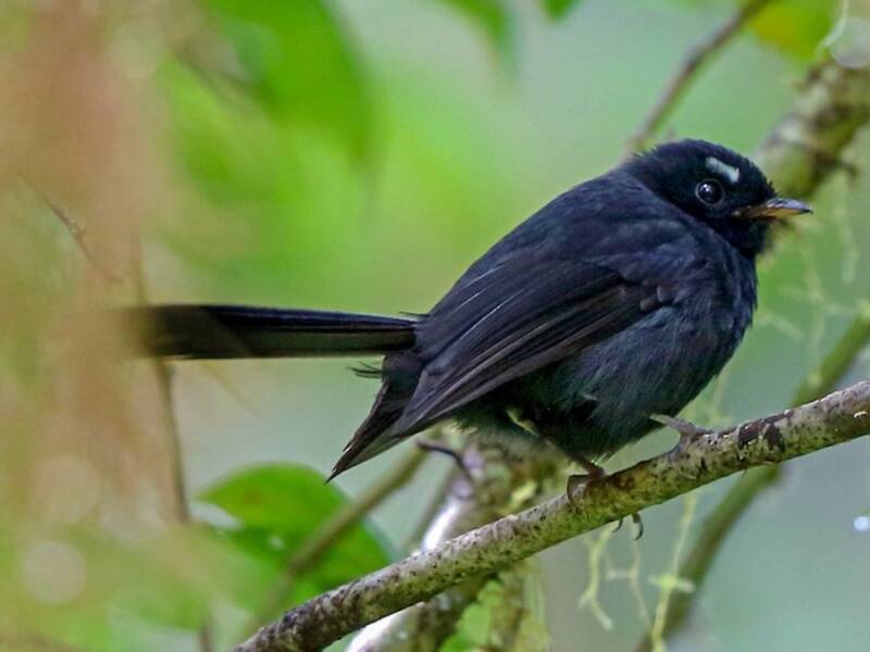 Black Fantail, Photos 2