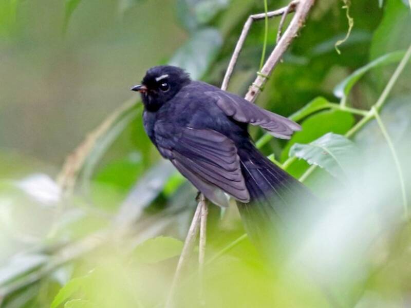 Black Fantail, Photos 3