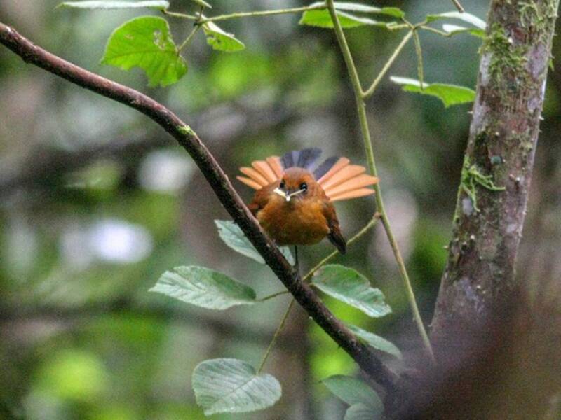 Black Fantail, Photos 4