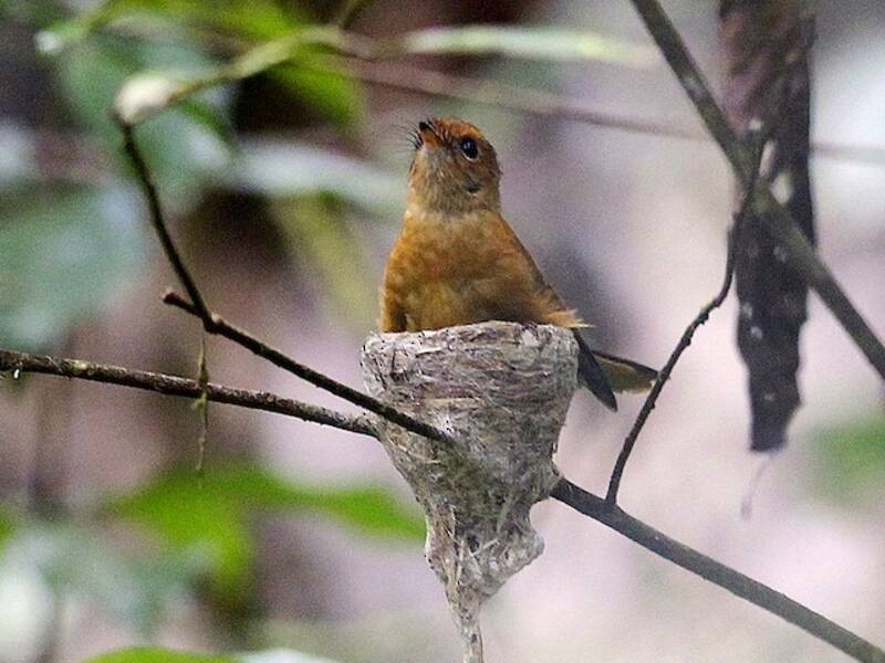 Black Fantail, Rhipidura atra