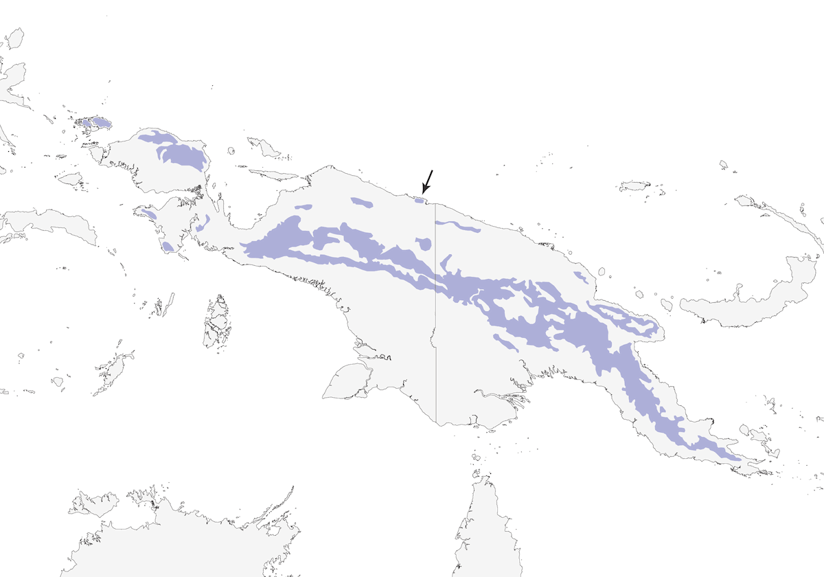 Black Fantail, Distribution 1