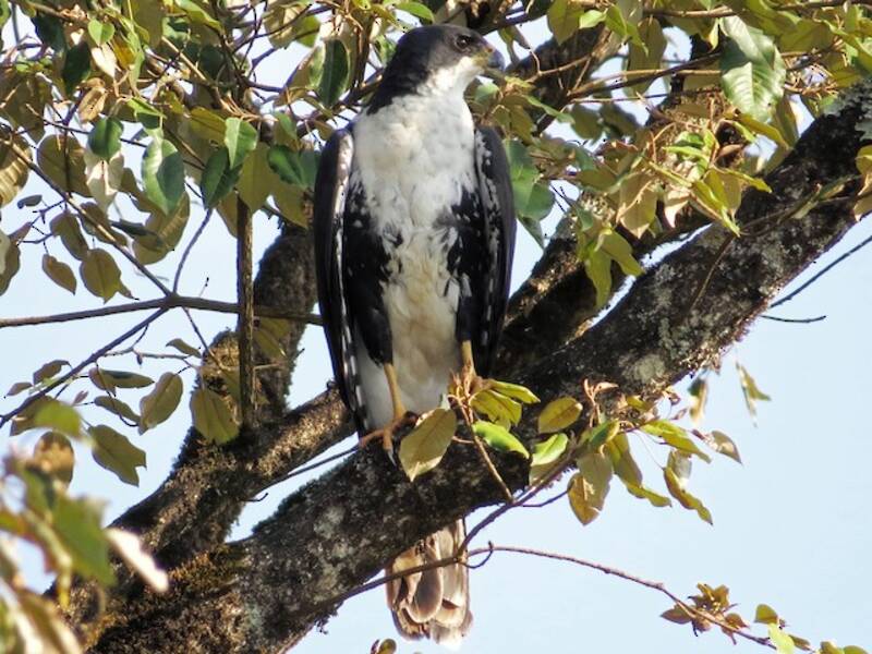 Black Goshawk, 照片 3