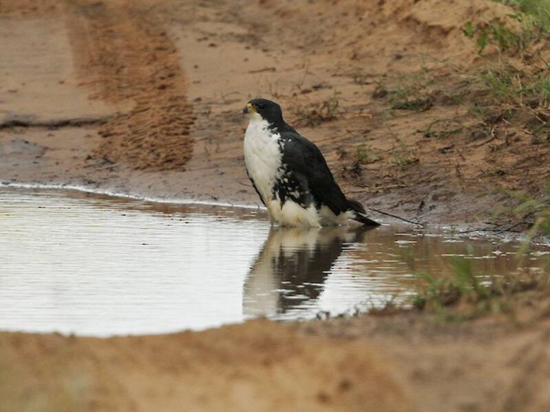 Black Goshawk, 照片 2