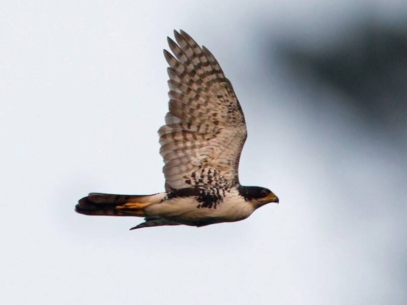 Black Goshawk, 照片 4