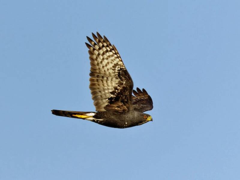 Black Goshawk