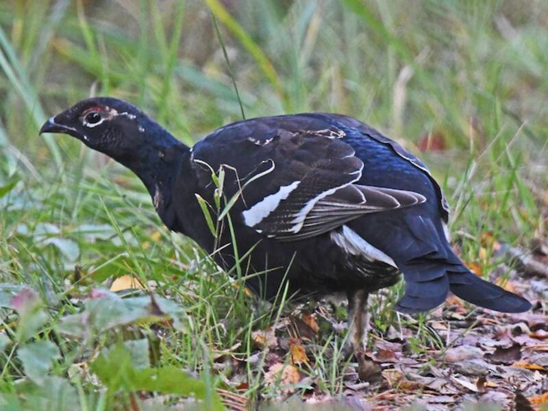 Black Grouse