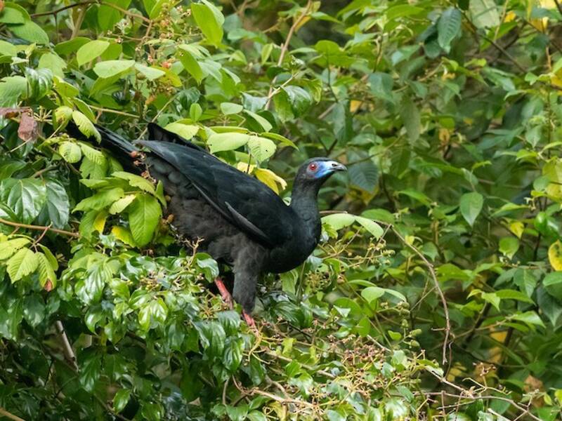 Guan nero