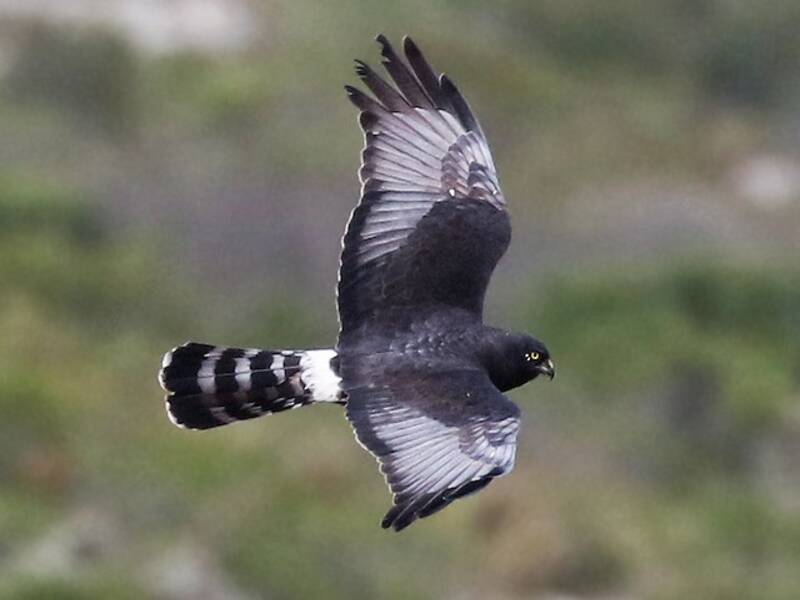 Aguilucho Negro