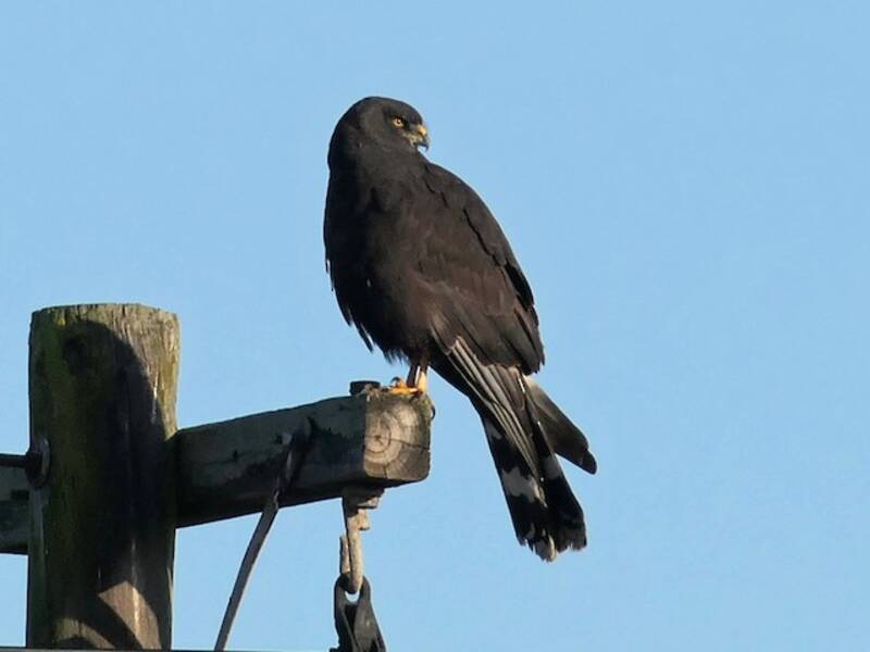 Aguilucho Negro, Fotos 2