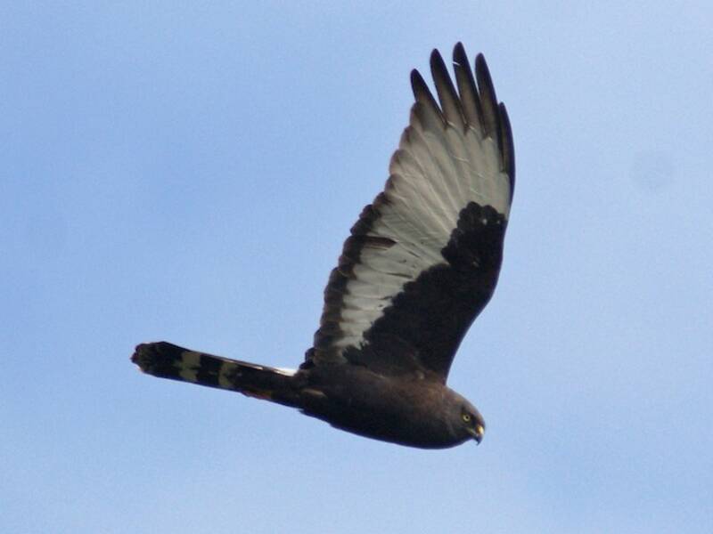 Aguilucho Negro, Fotos 3