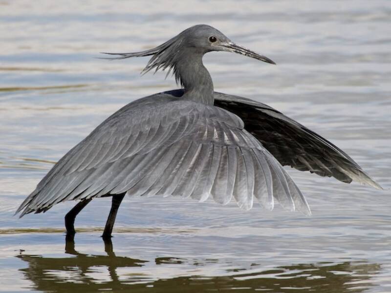 Black Heron, Photos 3