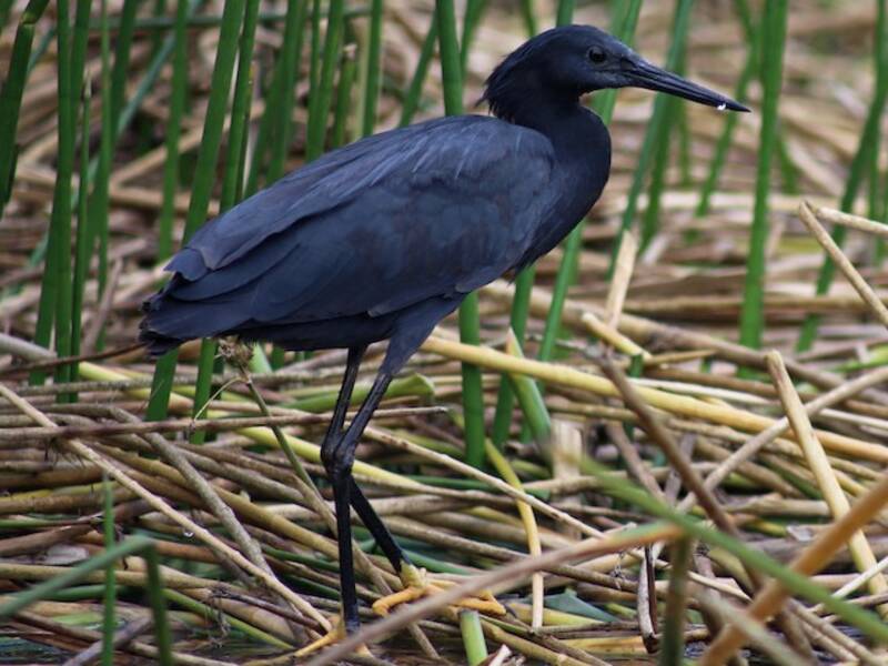 Black Heron, Photos 4