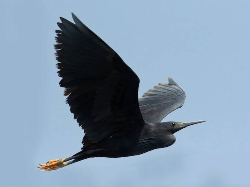 Black Heron