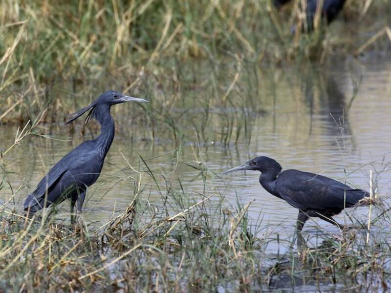 Black Heron, Photos 2