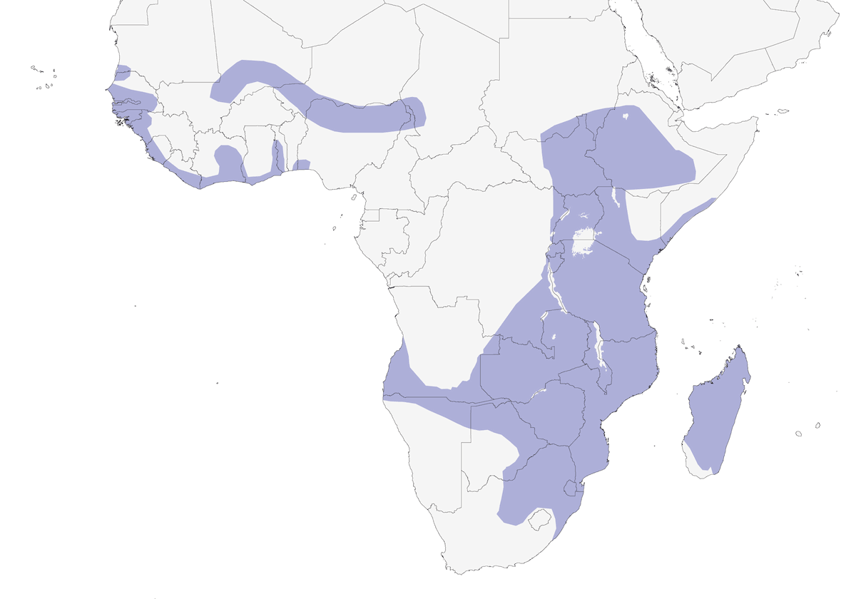 Black Heron, Distribution 1