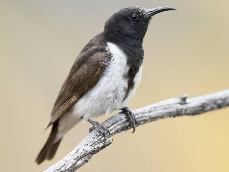 Black Honeyeater (Sugomel nigrum)