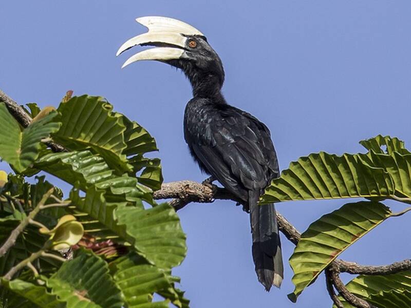 Black Hornbill, Photos 4