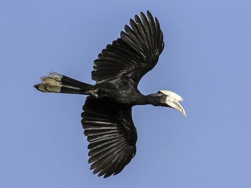 Black Hornbill, Photos 2