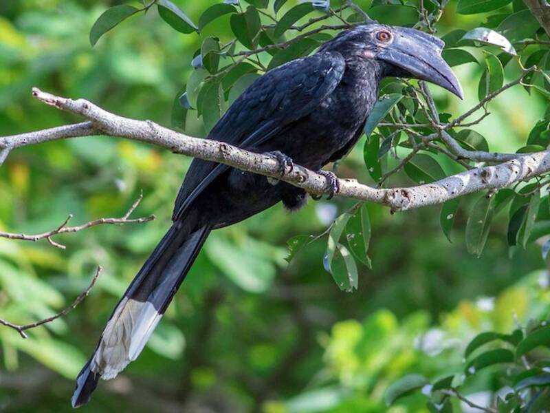 Black Hornbill, Photos 3