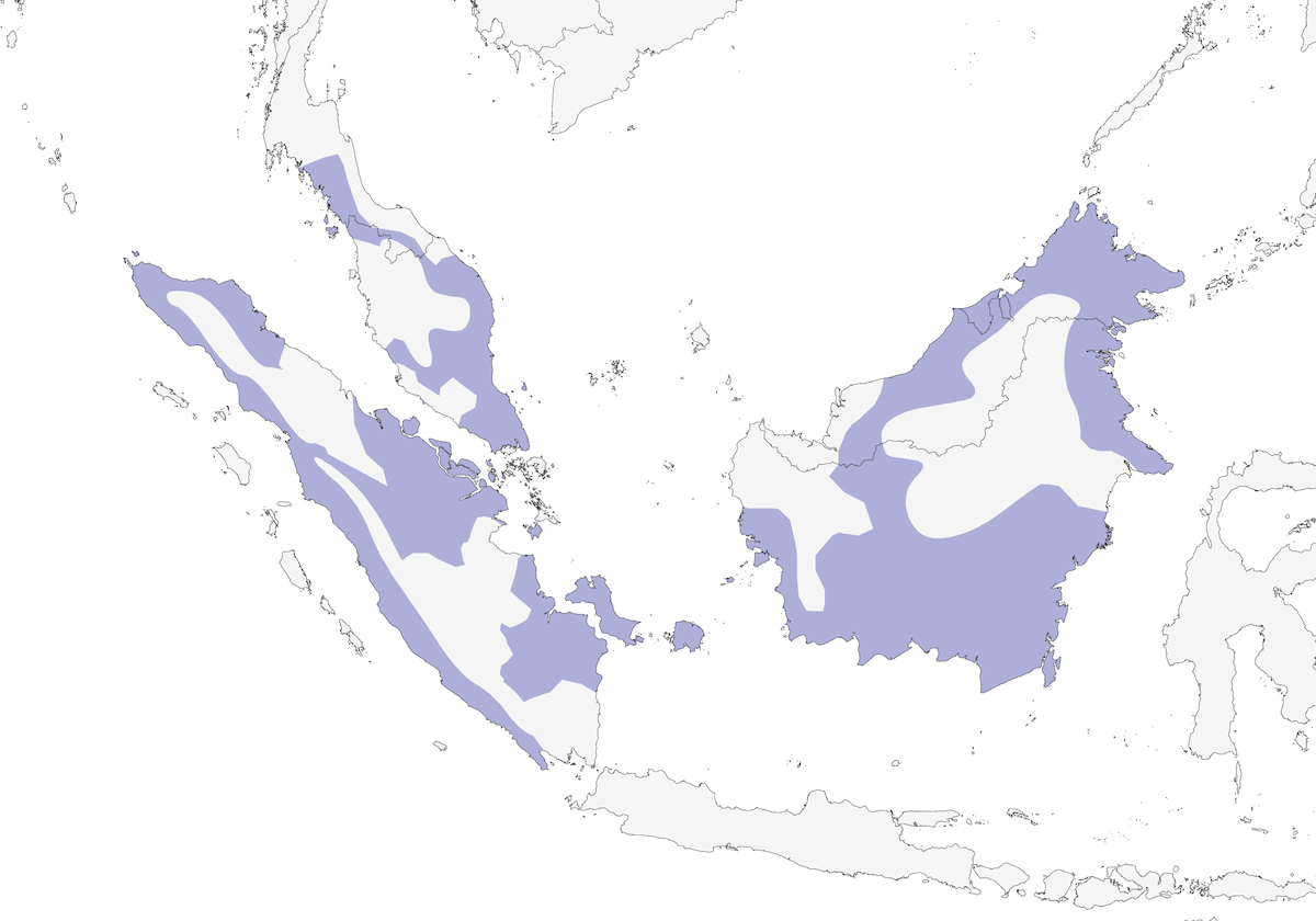 Black Hornbill, Distribution 1