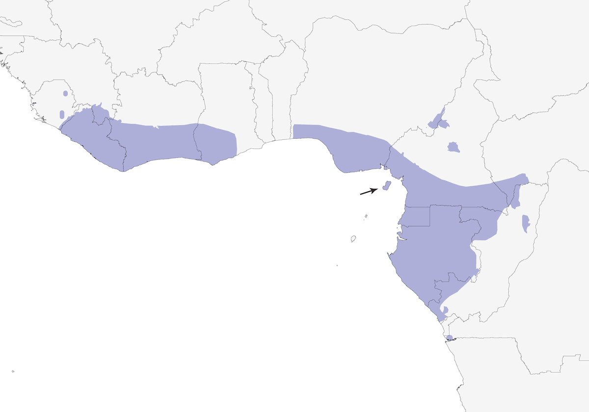 Illadopsis Gorrinegra, Distribución 1