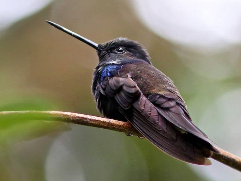 Inca Negro