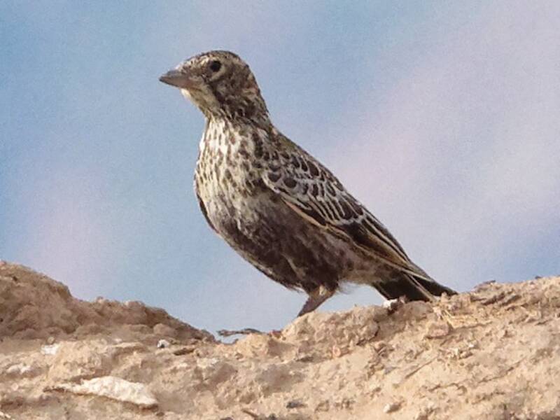 Allodola nera, Foto 3
