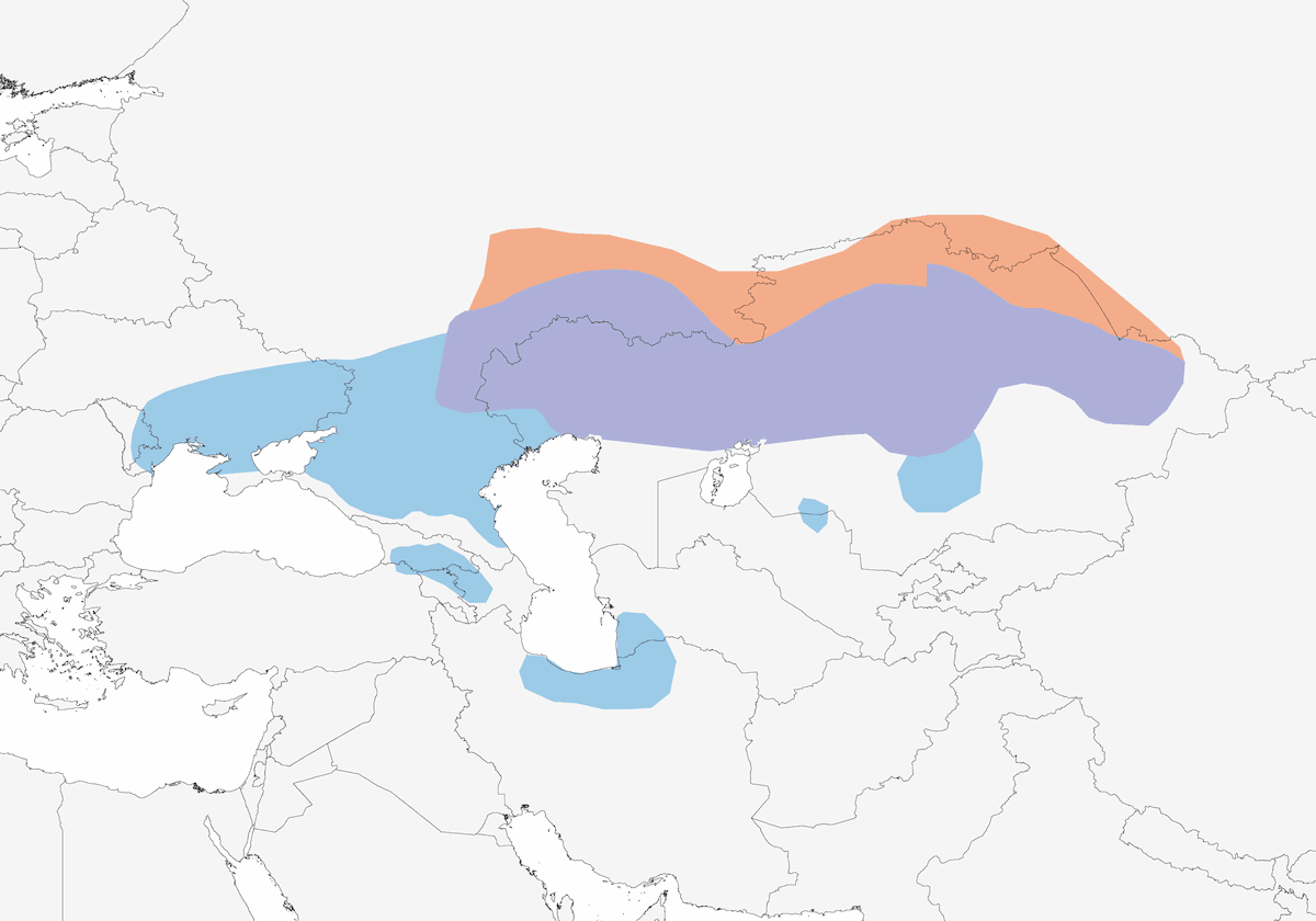 Allodola nera, Distribuzione 1