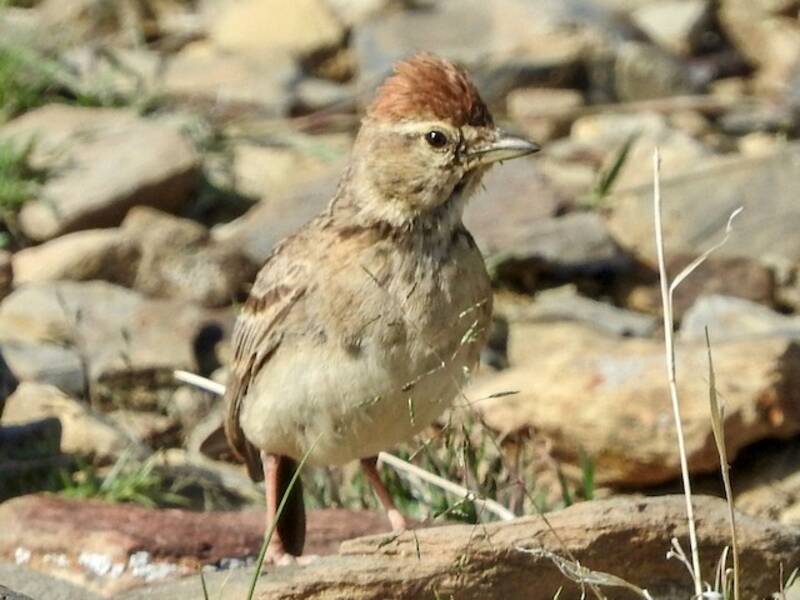 Rufous-capped Lark