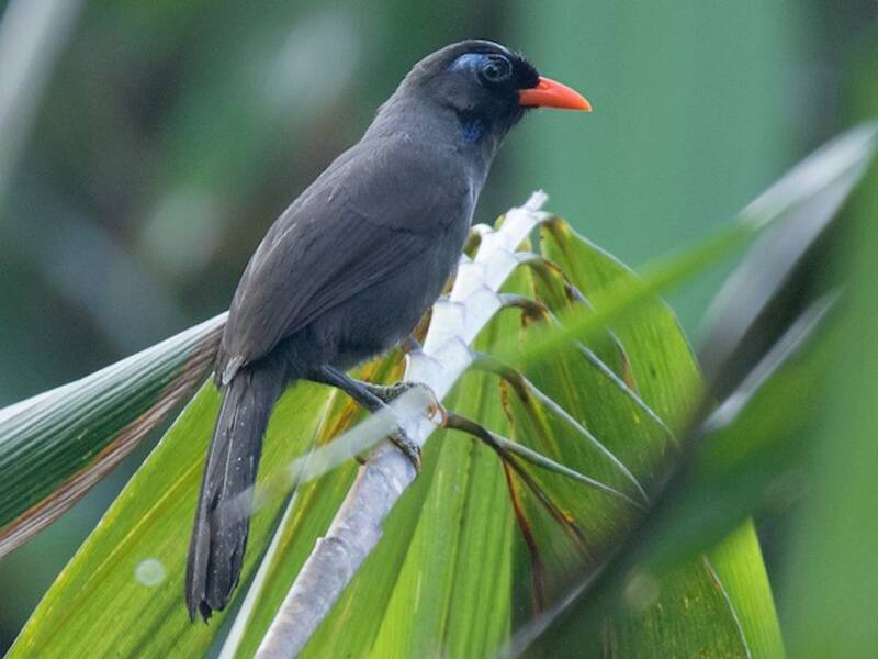 Black Laughingthrush, 照片 3
