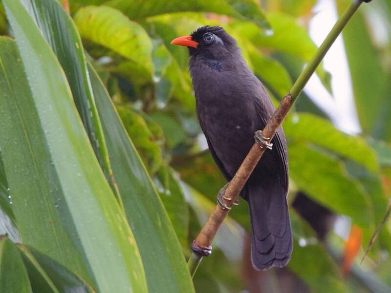 Black Laughingthrush, 照片 2