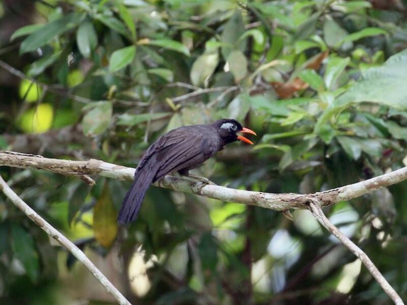 Black Laughingthrush, 照片 4
