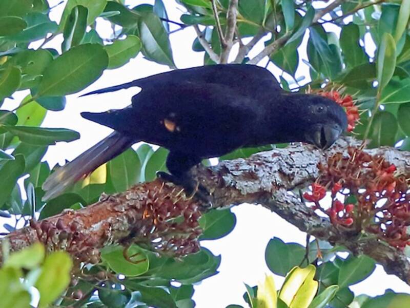 Black Lory, 照片 3