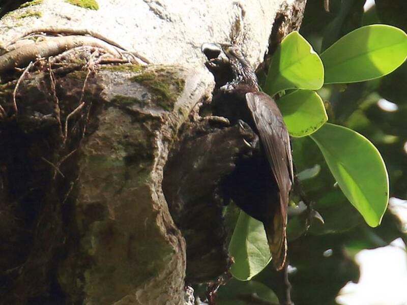 Black Lory
