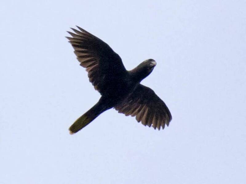 Black Lory, 照片 4