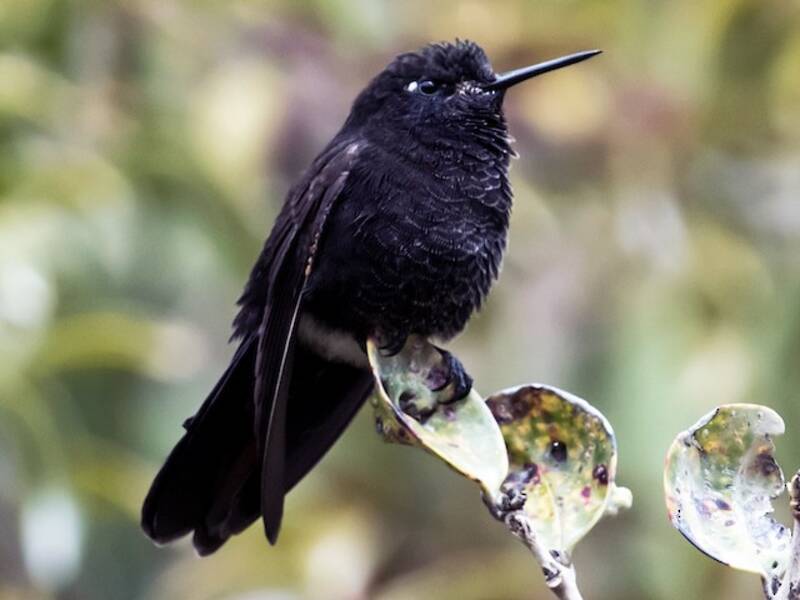 Black Metaltail