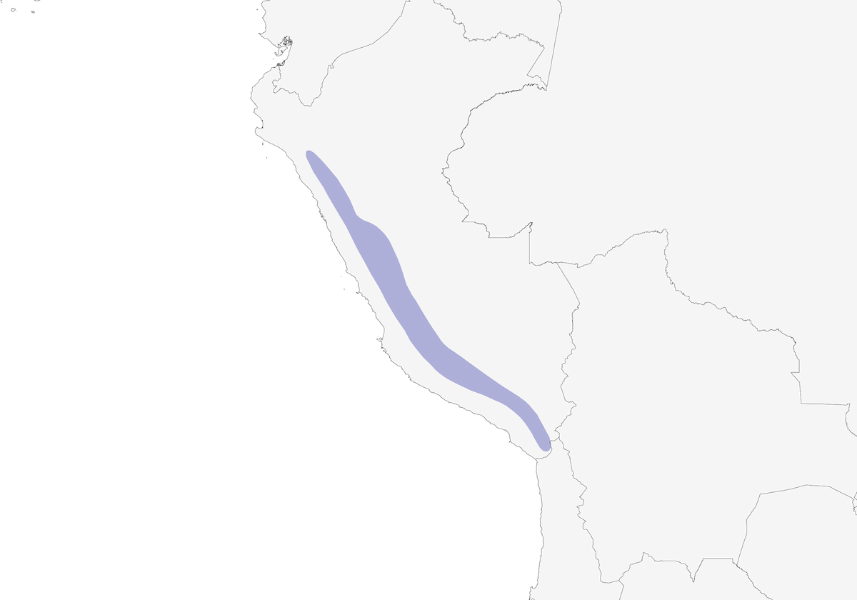 Codametallica nera, Distribuzione 1