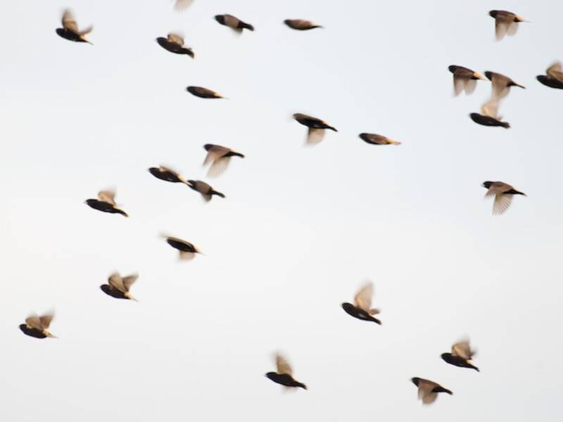 Black Munia